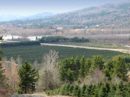 Plantation d'arbres de Noël