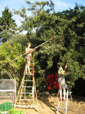 Échelles sécuritaires pour cueillir Échelles sécuritaires pour cueillir