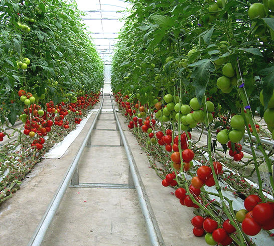 Serre de tomates bio
