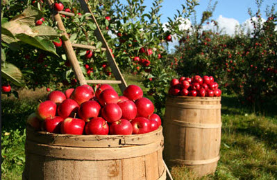Tonneaux de MacIntosh Tonneaux de MacIntosh