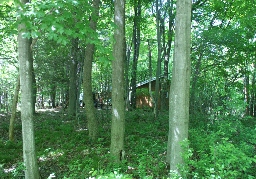 Chalet situé dans un boisé de Lacolle