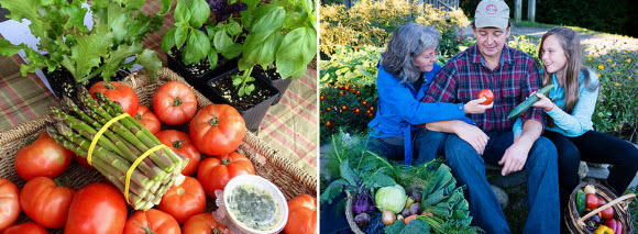 Cultivateur de légumes bio