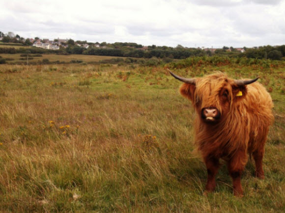 Producteur de boeuf Highland