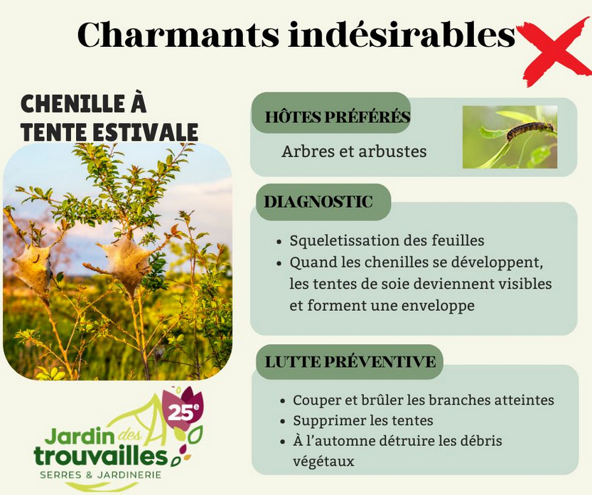 Les indésirables dans votre jardin : chenille à tente estivale