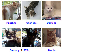 Chats pour adoption