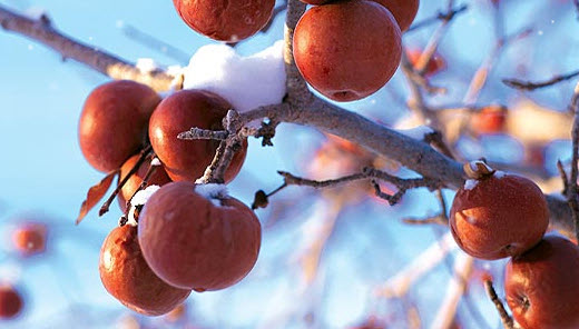 Cidre de glace réputé